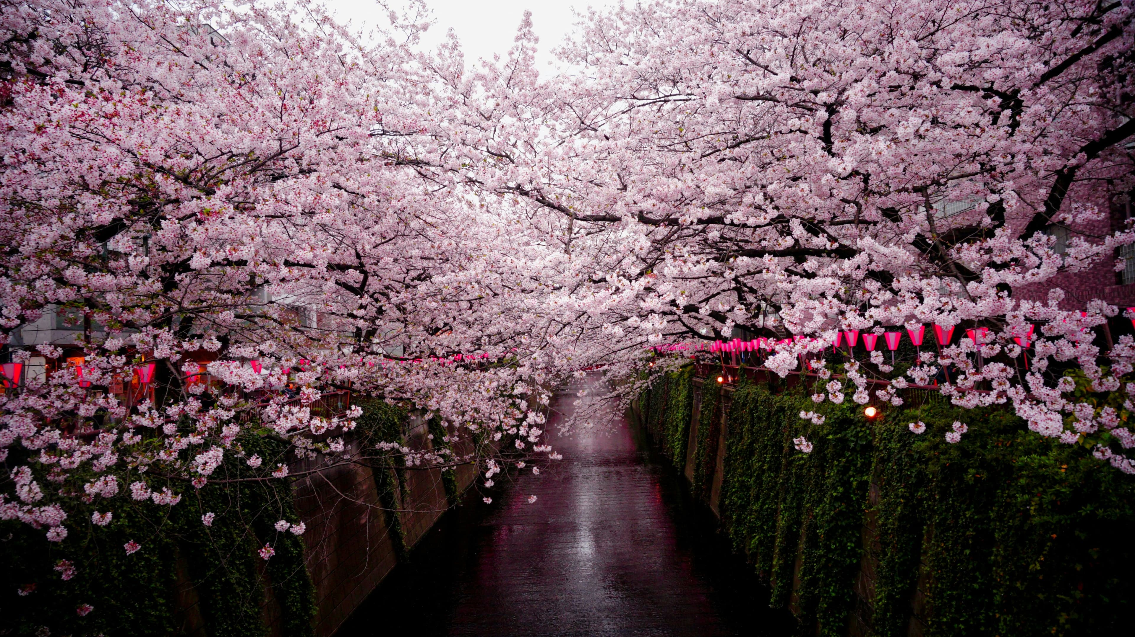 8-Night Asahi Cherry Blossom Series